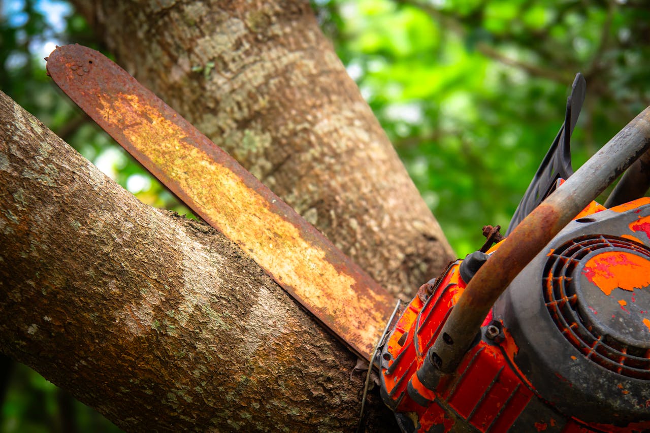 Close-up of a rusty chainsaw cutting through a tree trunk in a forest setting. Vivid colors and detailed textures.